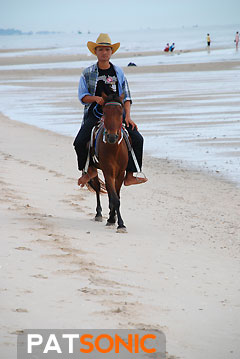 Horse of Cha-am Shore
