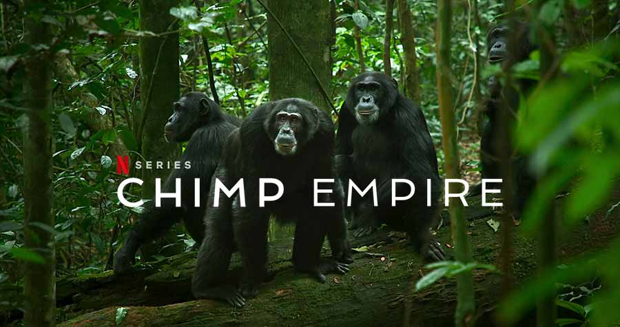 ซีรีส์สารคดี เรื่อง Chimp Empire ทาง Netflix