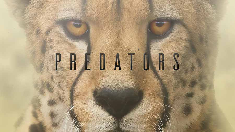 ซีรีส์สารคดี เรื่อง Predators ซีรีส์สารคดีเกี่ยวกับสัตว์โลก ใน Netflix