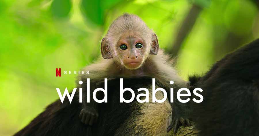 ซีรีส์สารคดี เรื่อง Wild Babies ทาง Netflix