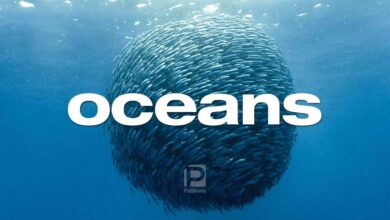 รีวิว Oceans | โอเชี่ยน มหัศจรรย์ลึกสุดโลกใต้ทะเล