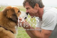 รีวิว A Dog's Purpose หมา เป้าหมาย และเด็กชายของผม | หนังหมาระลึกชาติ