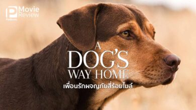 รีวิว A Dog’s Way Home เพื่อนรักผจญภัยสี่ร้อยไมล์ | คนของฉัน หมาของเธอ